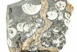 Ammonite (Promicroceras) Cluster - Marston Magna, England #282030-1